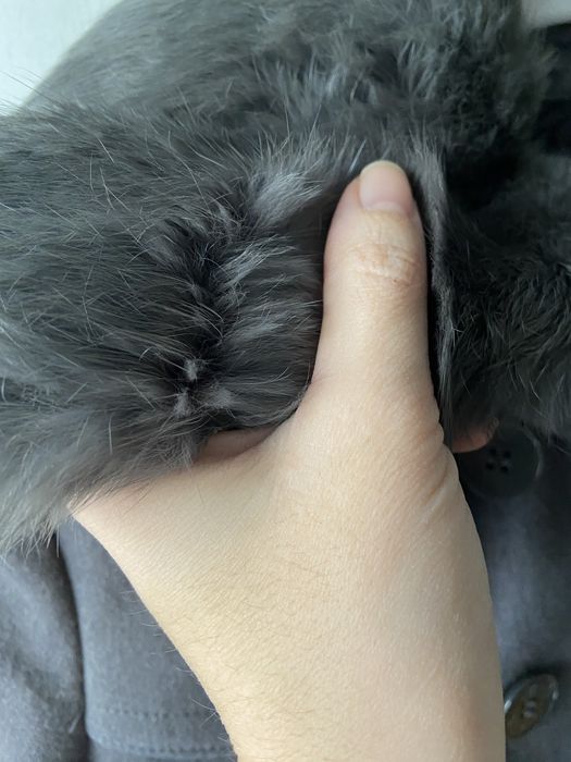 Palton lana Gaudi, marimea XS/S