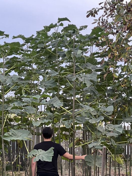 Paulownia SHANTONG PREMIUM: Butasi, Seminte, Drajoni
