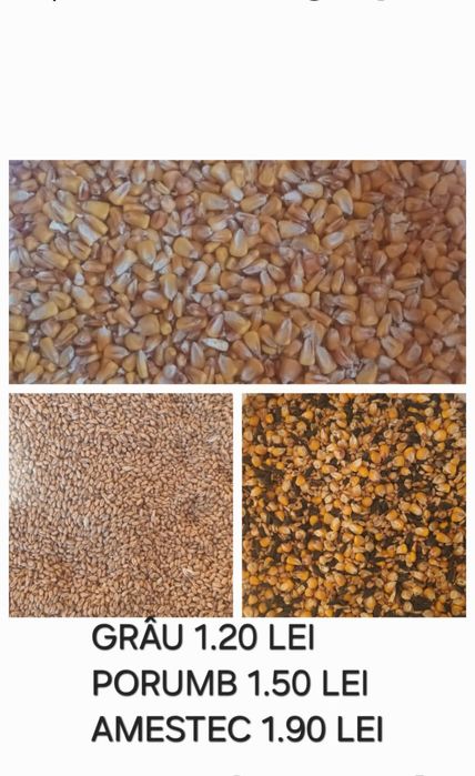 Grâu, Porumb, amestec cereale
