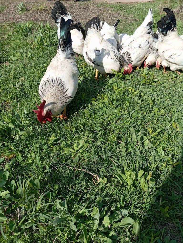 Adler tuxumlari sotiladi