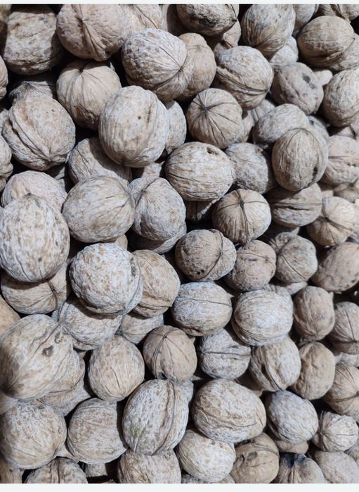 Жаңғақ сатамын свежий , биылғы , кептірілген , таза