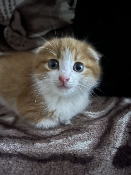 Отдам бесплатно кошечку в хорошие руки!