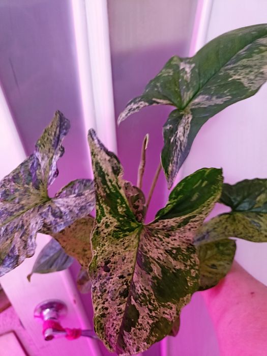 Фикусы Бенджамина,продажа