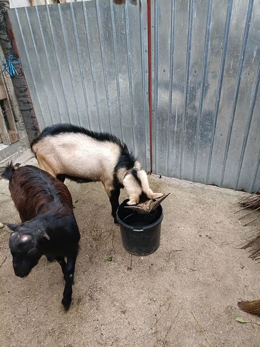 Schimb țapi cu capre.