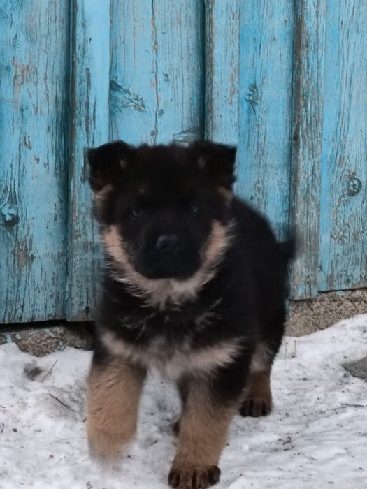 Продам немецких щенков (чистокровные).