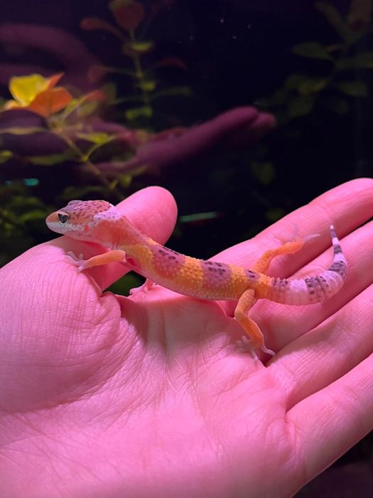 Шикарные малыши эублефары(геккон,гекконы