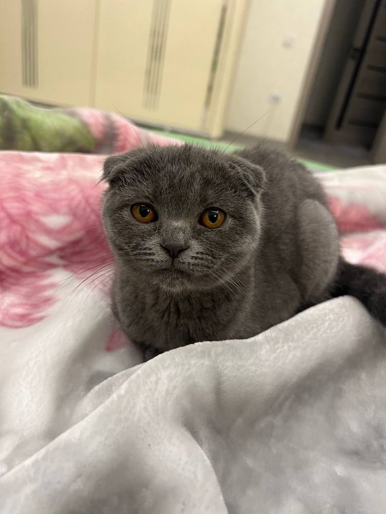 Scottish Fold toza qon sotiladi