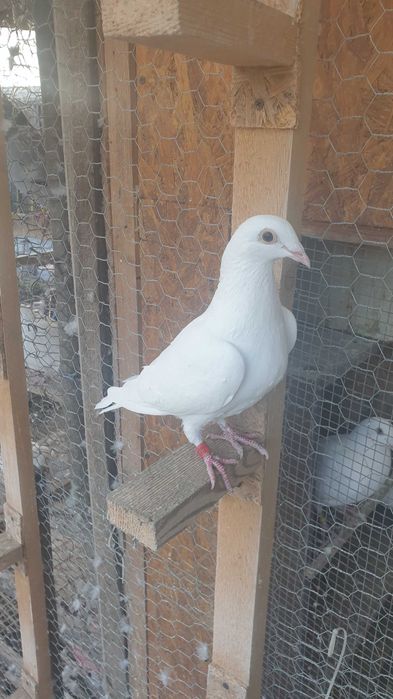 Ocazie! Vand 3 femele voiajor albe 2025 si un mascul voiajor alb 2023!