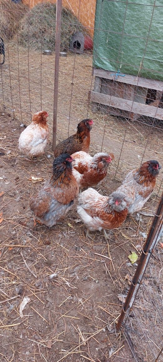 Pui de gaina Araucana și pui de Australorp