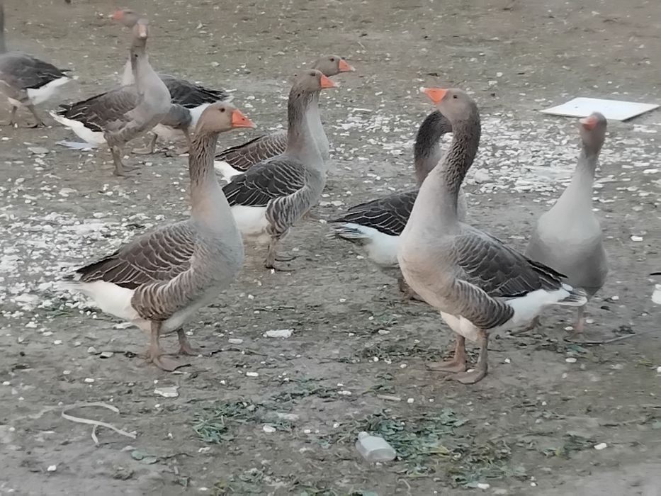 Vindem gîște preț 200 ron