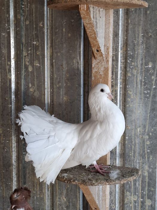 Porumbei de vânzare