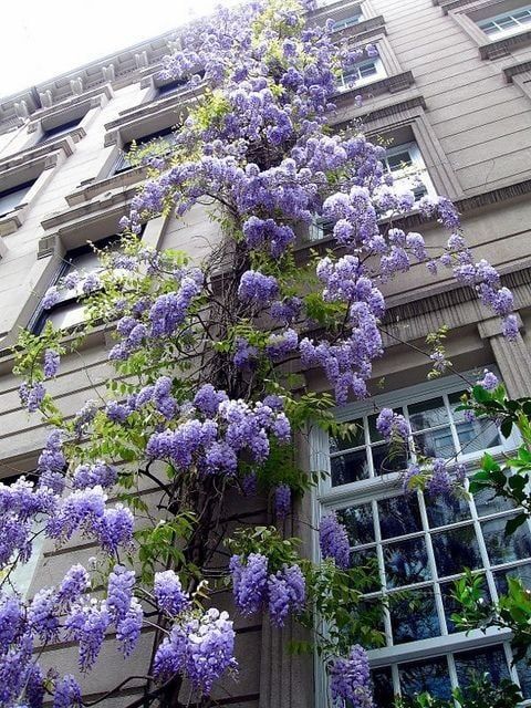 Япоский  ГЛИЦИНИЯ  - (Wisteria)
хушбой хидли , баланд буйли дарахт бул