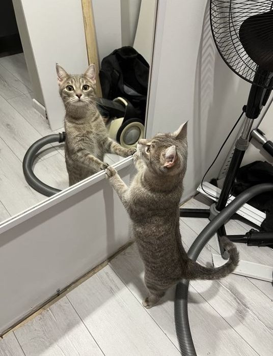 Отдам кошку в добрые руки