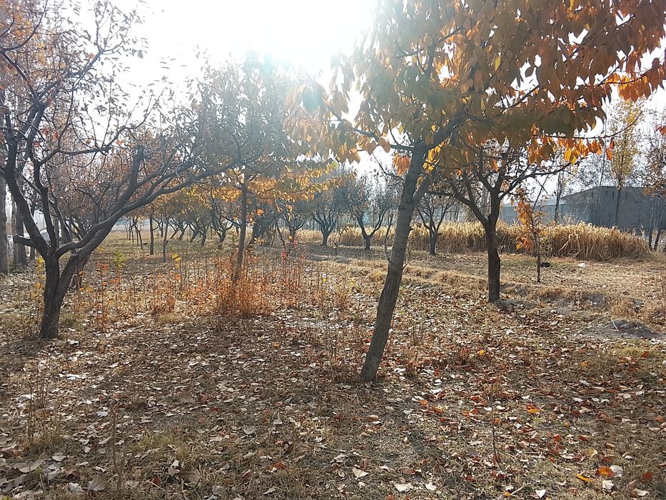 Bogʻ 15 sotix olma va gilos daraxtlari bor