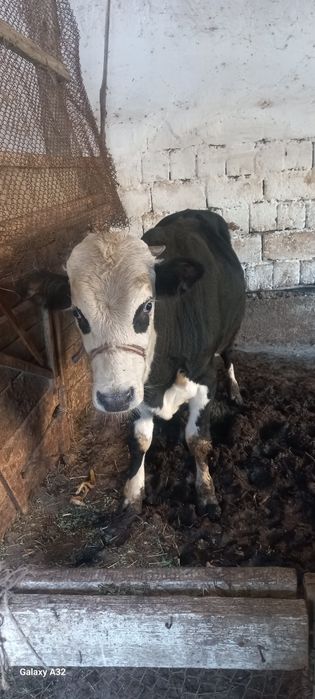 Buqa Zotdor Sotiladi