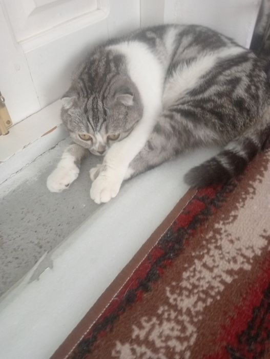 Милая кошка очень дёшево. Готова к вязке