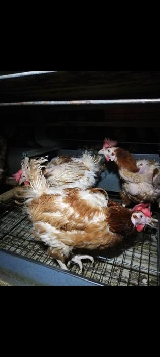 Свободни кокошки носачки на 12 месеца кокошките снасят всеки ден