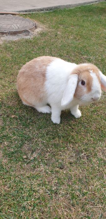 Quyon sotiladi yoki barter