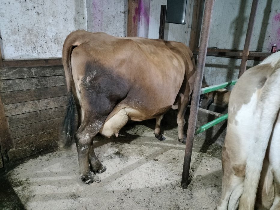 De vânzare vaca bruna cu lapte