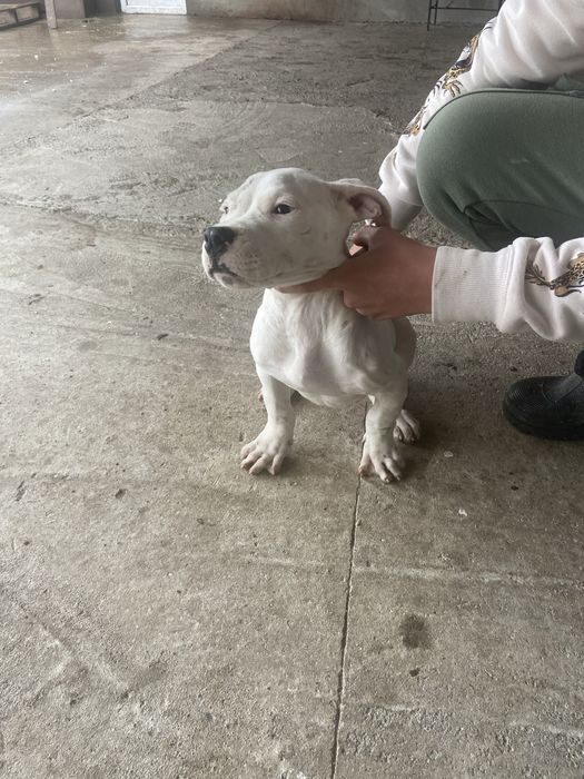 Dog argentinian femela