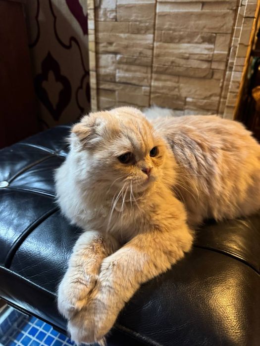 Scottish fold longhair