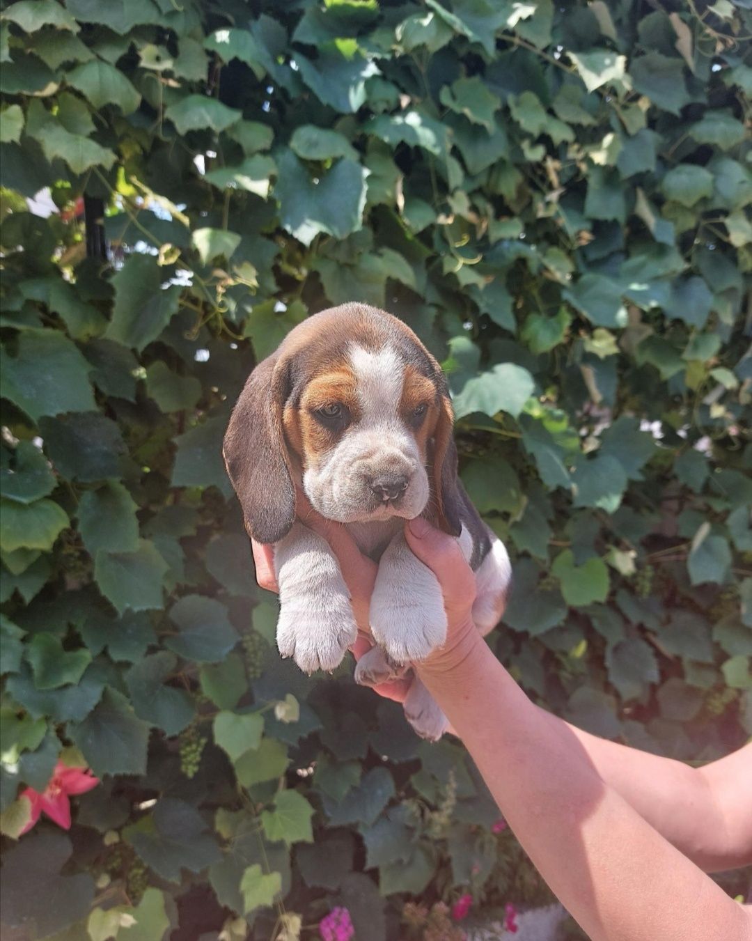 Beagle tricolor mascul