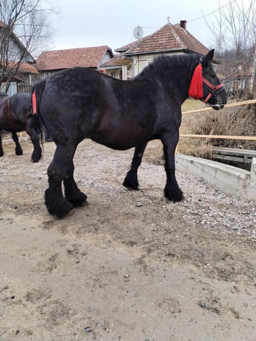 Vând iapa  cu mânz de 7 ani acte Polonia sau schimb cu oii