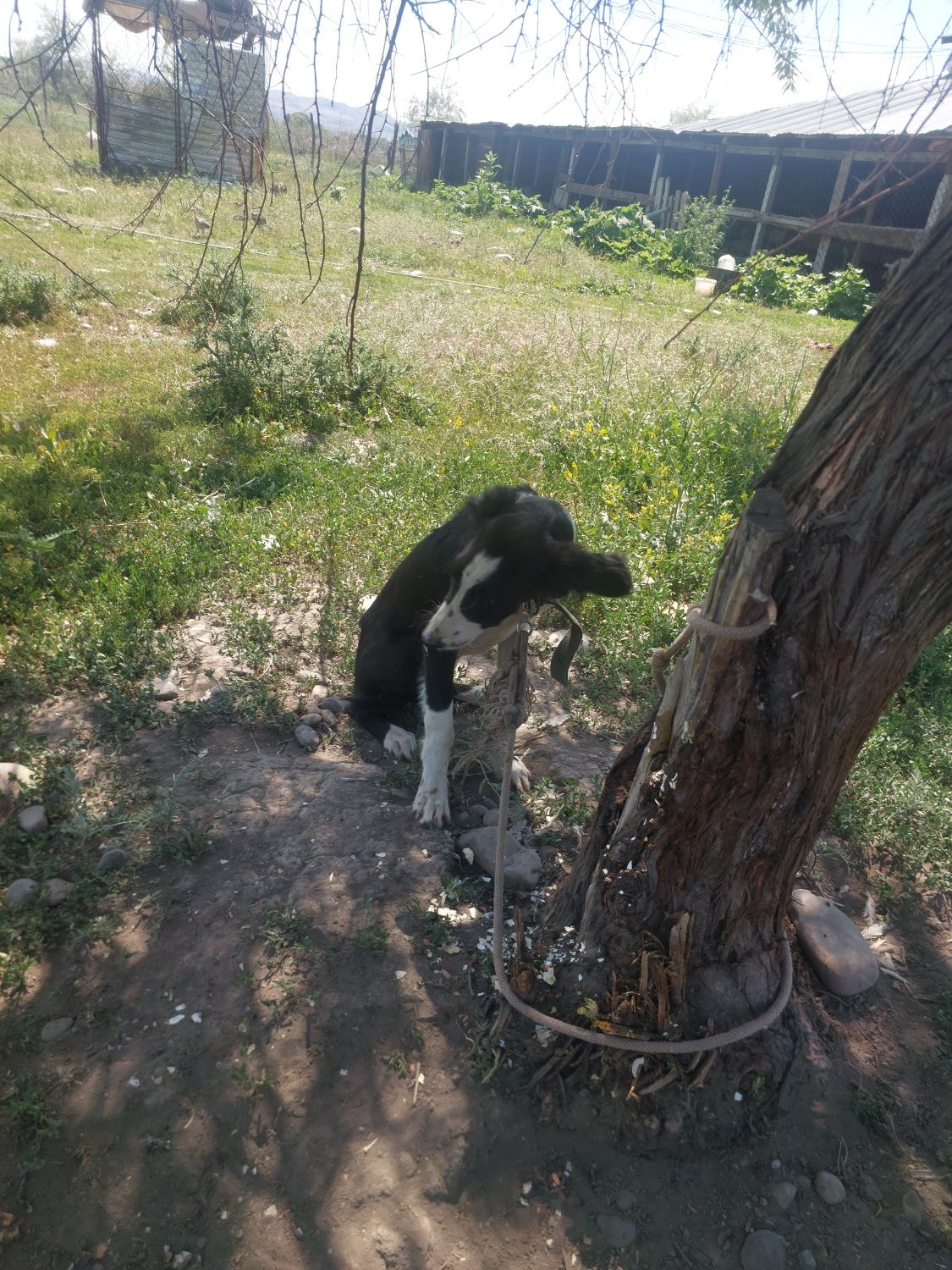 Тазының күшігі ұрғашы