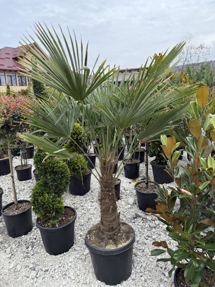 Vând plante ornamentale calitate extra