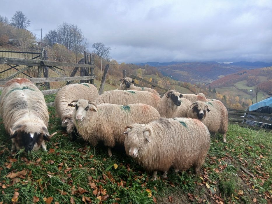 Vînd oi fătătoare