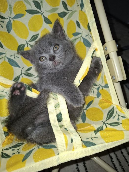 Красивые котята очень
