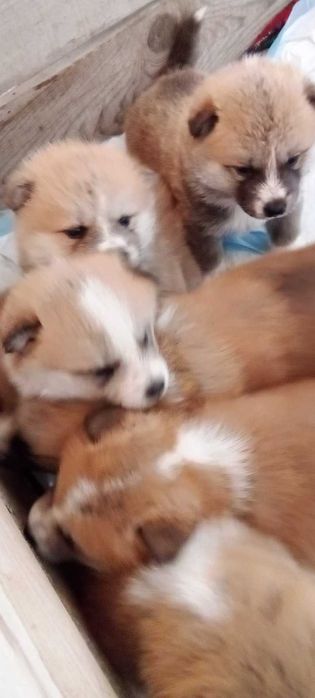 Мъжко кученце Акита