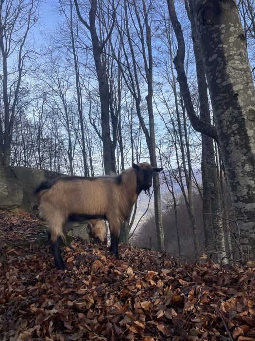 Vând 2 capre și un țap