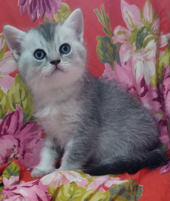 Шотландский котёнок