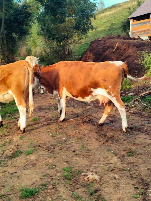 Vaca de vanzare zona Horea