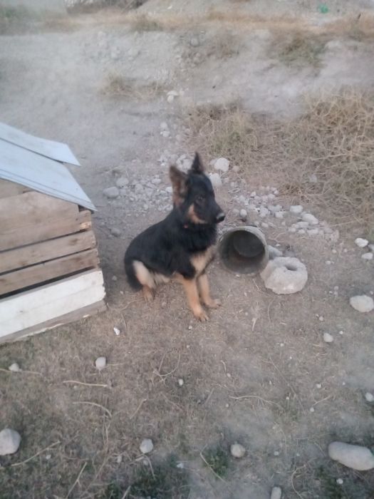 Toza qonli afcharka sotiladi qoni toza