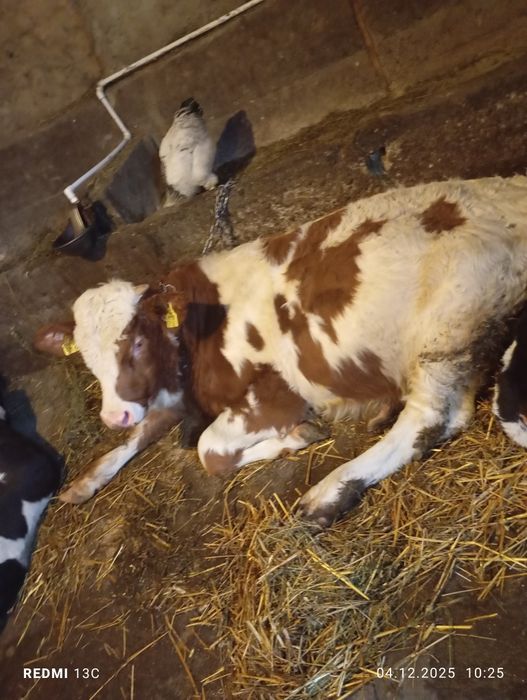 De vânzare doi vițe