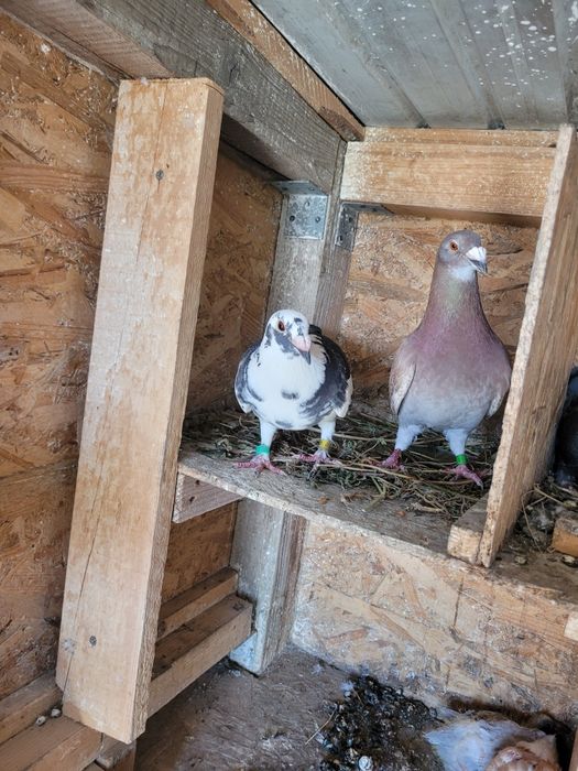 Vând porumbei de diferite rase