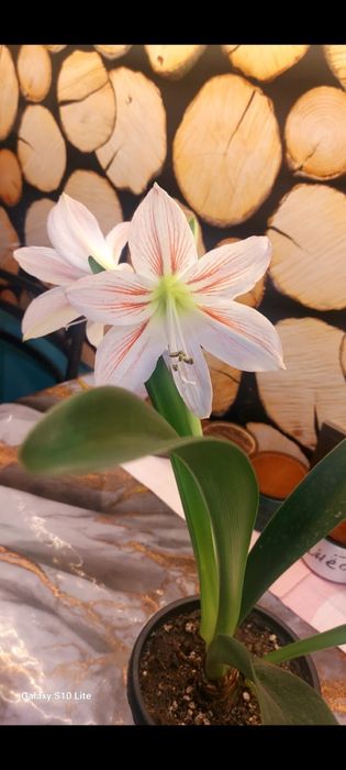 Продам комнатные цветы