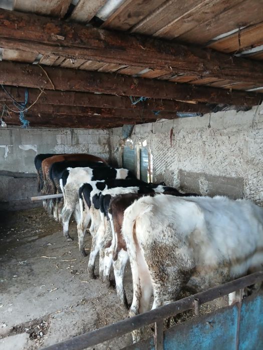 Vitei de vânzare mai multe detalii  la telefon