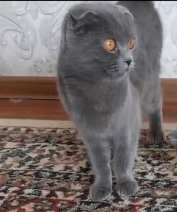 Продаютьсч котята