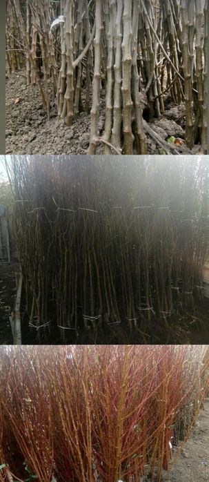 Butasi vita de vie și pomi fructiferi direct la producător