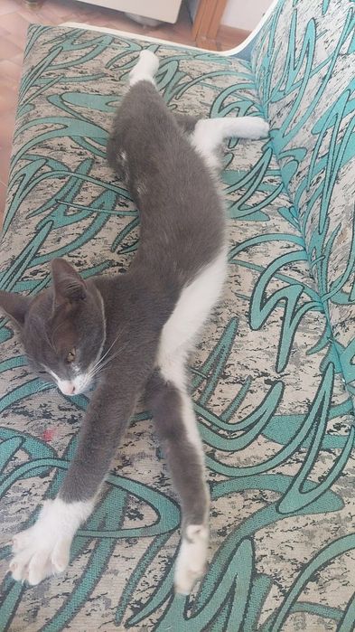 Кошечка и котик в добрые руки