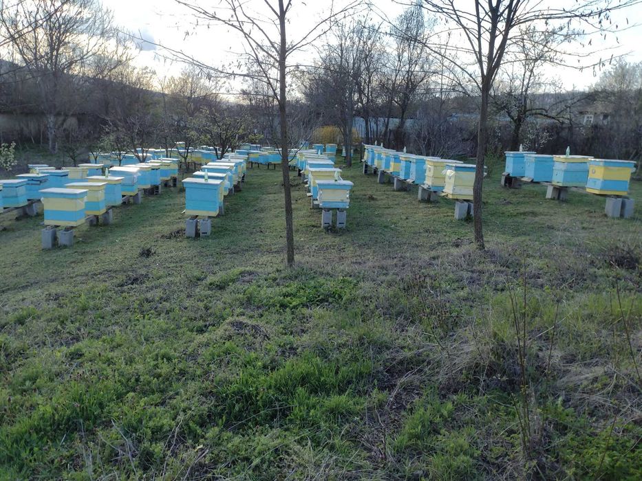 Продавам пчелен МЕД!