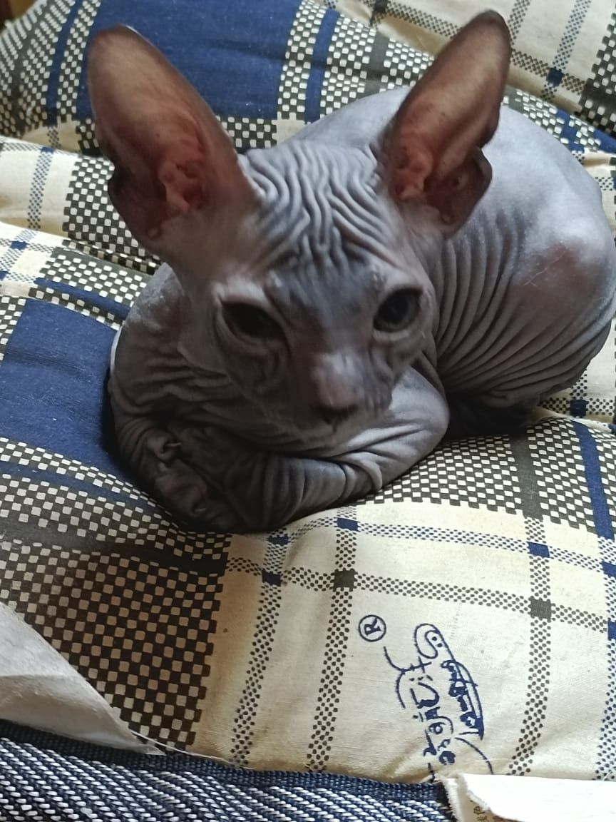 Продаю котят сфинксы
