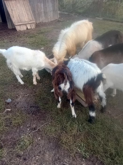 Capre și ieduțe . Caprele încă se mulg