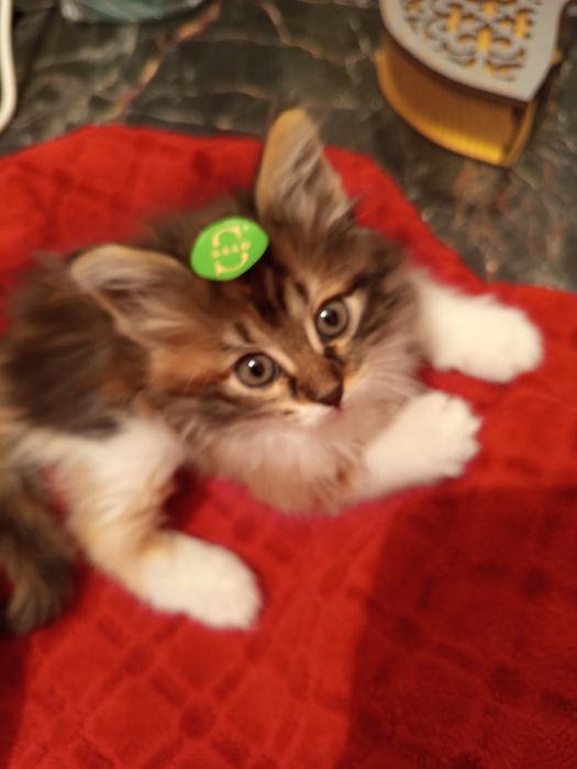 Өте әдемі сұлу үй мысығы