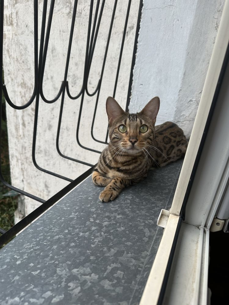 Продам бенгальскую кошку