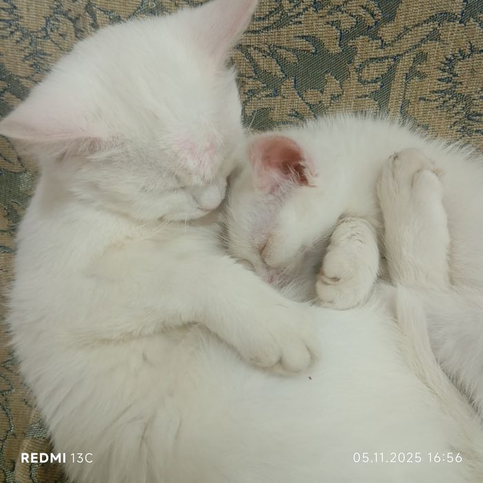 Котенок страйк и фолд