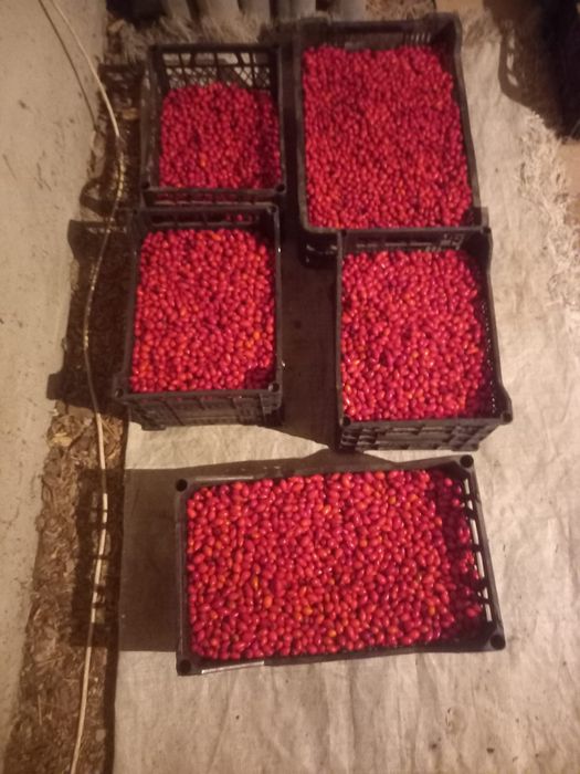 Măceșe proaspăt culese calitate superioară!
Vând măceșe strânse manu